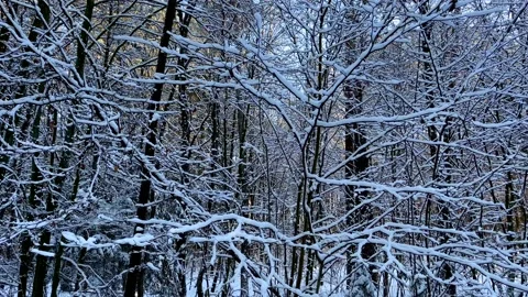 Winter forest with snow covered trees. Beautiful winter background. Stock Footage 232217407
