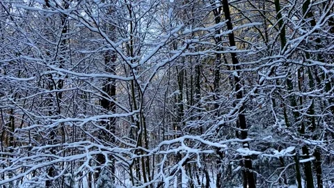 Winter forest with snow covered trees. Beautiful winter background. Stock Footage 253638329
