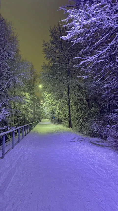 Winter forest with snow covered trees and evening blue sky. Winter landscape Stock Footage 326354479
