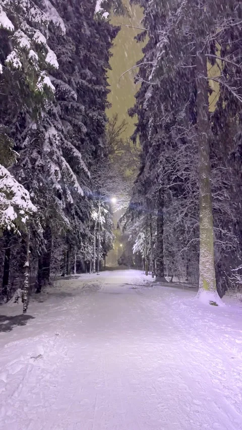 Winter forest with snow covered trees and evening blue sky. Winter landscape.	 Stock Footage 326354486
