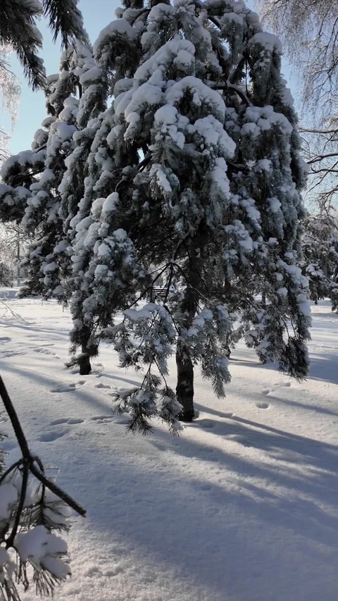 Winter Forest with Snow Covered Trees and Pathway Stock Footage 329559424