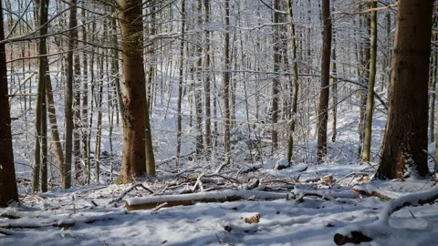 Winter Forest Snow-Covered Trees and Ground in Bright Sunlight Stock Footage 342558526
