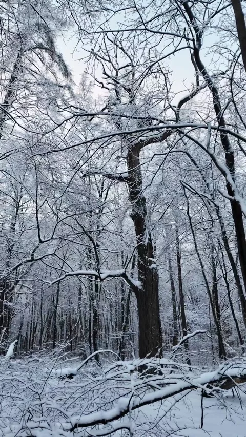 Winter Forest Snow Covered Trees Organic Movement Handheld Video Stock Footage 345581763