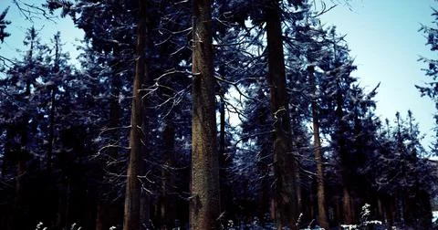 Winter forest with snow covered trees during cold daylight hours Stock-Illustration