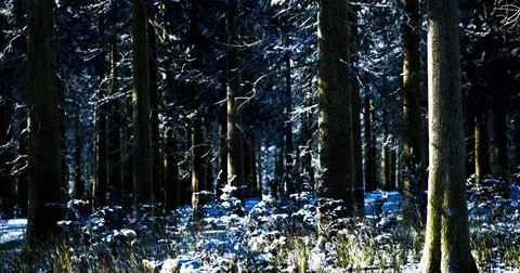 Winter forest with snow covered trees and serene landscape in daylight Stock-Illustration