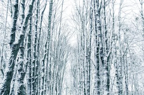 Winter forest. Snow covered trees in the forest. Stock Photos