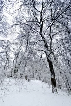 Winter forest. Snow covered trees in the forest. Stock Photos