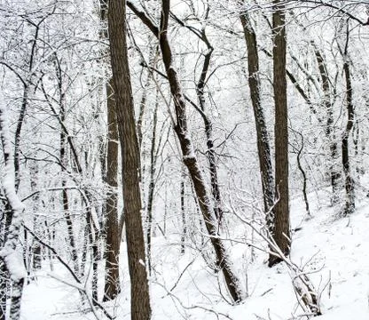 Winter forest. Snow covered trees in the forest. Stock Photos