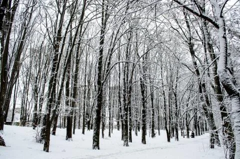 Winter forest. Snow covered trees in the forest. Stock Photos