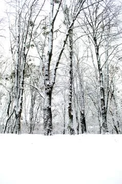 Winter forest. Snow covered trees in the forest. Stock Photos