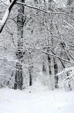 Winter forest. Snow covered trees in the forest. Stock Photos