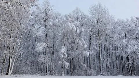 Winter Forest with Snow-covered Trees Stock Photos