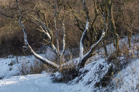Winter forest with snow-covered trees and a path illuminated by sunlight Stock Photos
