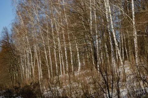 Winter forest with snow-covered trees and a path illuminated by sunlight Foto stock