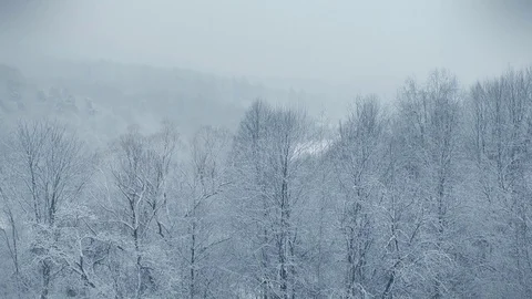 Winter forest. Snow-covered treetops. Stock-Footage 72416658