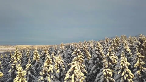 Winter forest snow-covered winter trees in the sun. aerial photography . Stock Footage 146462654