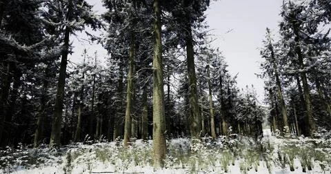 Winter forest with snow covering trees and ground in serene landscape Stock-Illustration