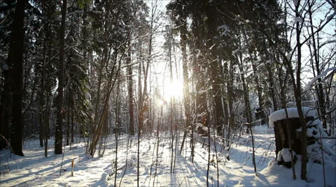 Winter forest in snow, dolly 2 Stock Footage 34533642