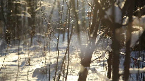 Winter forest in snow, dolly 3 Stock Footage 34533576