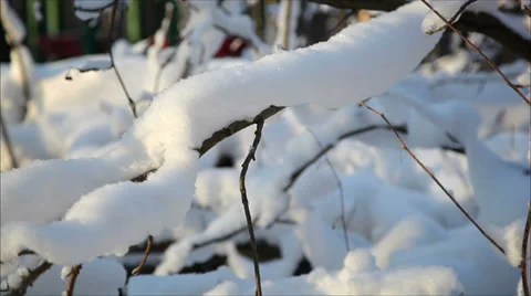 Winter forest in snow, dolly 7 Stock-Footage 34533250