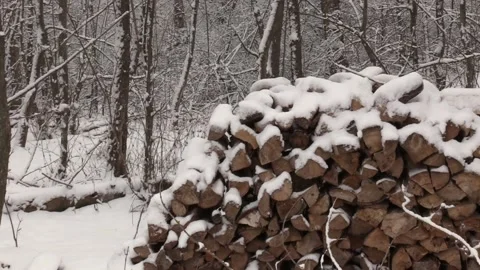 Winter forest. Snow drifts on branches. Many snowy trees. C Video stock 150443377