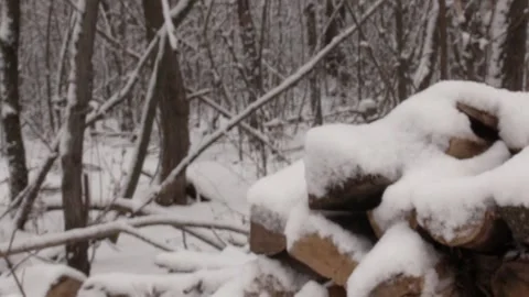 Winter forest. Snow drifts on branches. Many snowy trees. D Video stock 150443381