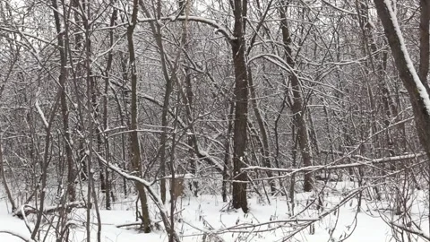 Winter forest. Snow drifts on branches. Many snowy trees. E 스톡 동영상 150443384