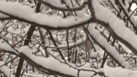 Winter forest. Snow drifts on branches. Many snowy trees. F Video stock 150443405