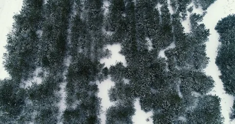 Winter Forest in Snow. Drone Flight in the winter forest with snowy pines, snow Stock Footage 87800890