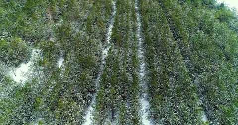 Winter Forest in Snow. Drone Flight in the winter forest with snowy pines, snow 스톡 동영상 87800923