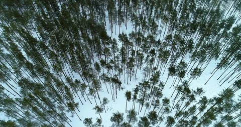 Winter Forest in Snow. Drone Flight in the winter forest with snowy pines, snow Stock Footage 87800975