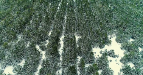 Winter Forest in Snow. Drone Flight in the winter forest with snowy pines, snow Stock Footage 87800980