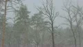 The winter forest. snow-fall. picturesque landscape HD Footage