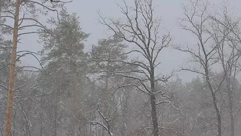 The winter forest. snow-fall. picturesque landscape Vidéo 10808879