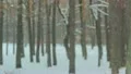 The winter forest. snow-fall. picturesque landscape HD Footage