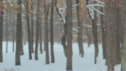 The winter forest. snow-fall. picturesque landscape Stock Footage 10811619