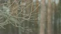 The winter forest. snow-fall. picturesque landscape HD Footage
