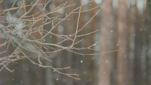 The winter forest. snow-fall. picturesque landscape Stock Footage 10811754