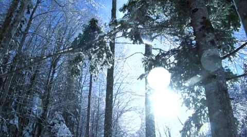 Winter forest. snow fall. slow motion. woods trees Stock Footage