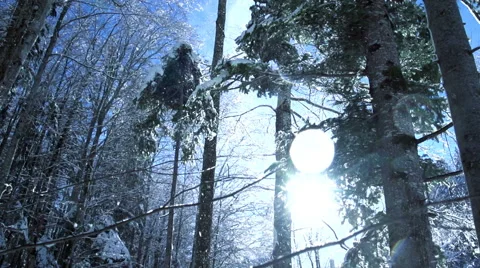 Winter forest. snow fall. slow motion. woods trees Видео 64539912