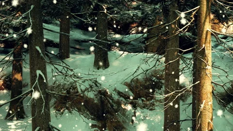 Winter forest with snow falling and trees in the background Stock Footage 343564703