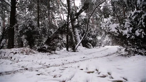 Winter Forest. Snow Falling. Late Afternoon. Stock Footage 44210694
