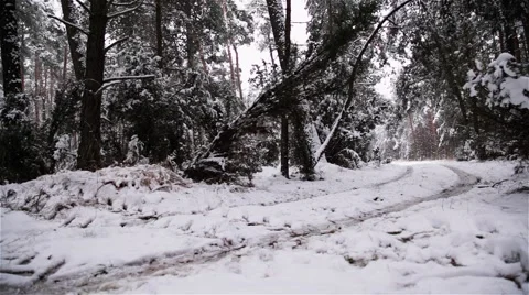 Winter Forest. Snow Falling. Late Afternoon. Stock Footage 44210696