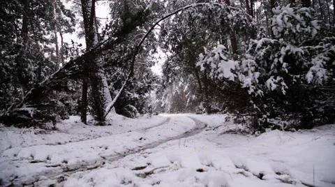 Winter Forest. Snow Falling. Late Afternoon. Stock Footage 44210817