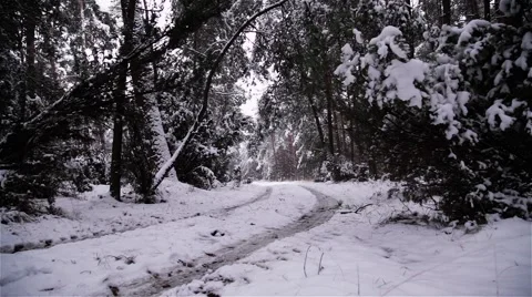 Winter Forest. Snow Falling. Late Afternoon. Stock Footage 44211398