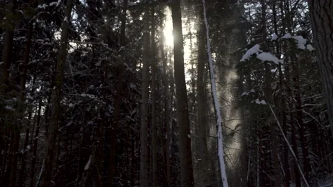 Winter Forest with snow falling from the trees Stock Footage 149896312