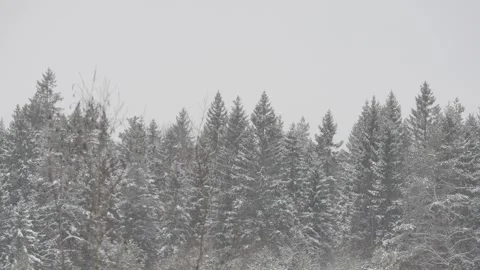 Winter, forest, snow falling, trees in the snow Stock Footage 270538241
