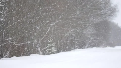 Winter, forest, snow falling, trees in the snow Stock Footage 270538260