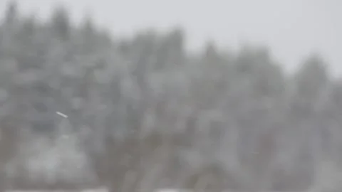 Winter, forest, snow falling, trees in the snow Stock Footage 270538332