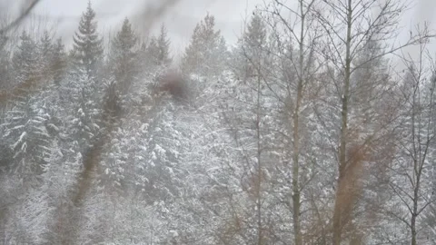 Winter, forest, snow falling, trees in the snow Stock Footage 270538333
